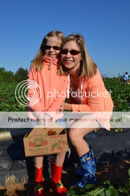  photo strawberry_picking_may201410_zps013f15e8.jpg