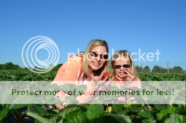  photo strawberry_picking_may201420_zps9ff3e536.jpg