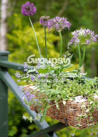 The Balcony Gardner English Country Garden Window Box