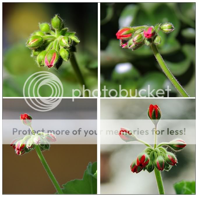 你可听过， wbr开花的声音