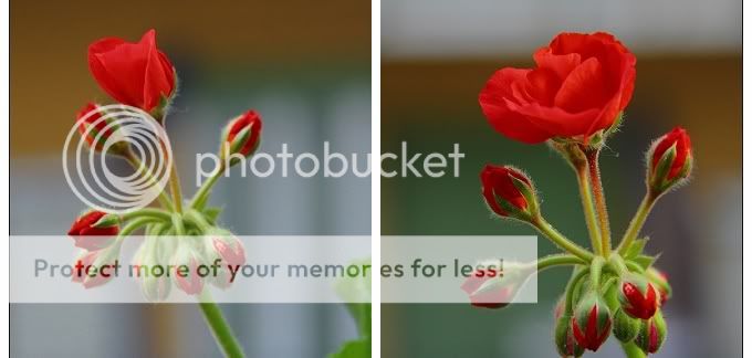 你可听过， wbr开花的声音