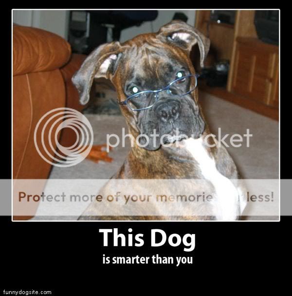 Smart Dog Quotes. QuotesGram