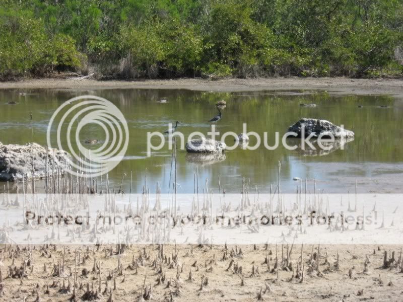 Estuary birds