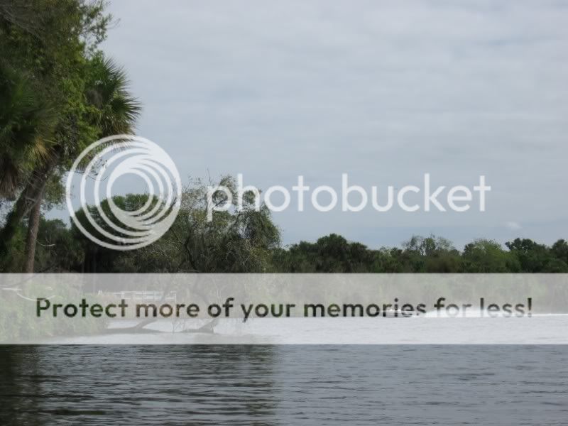 Boat and trees