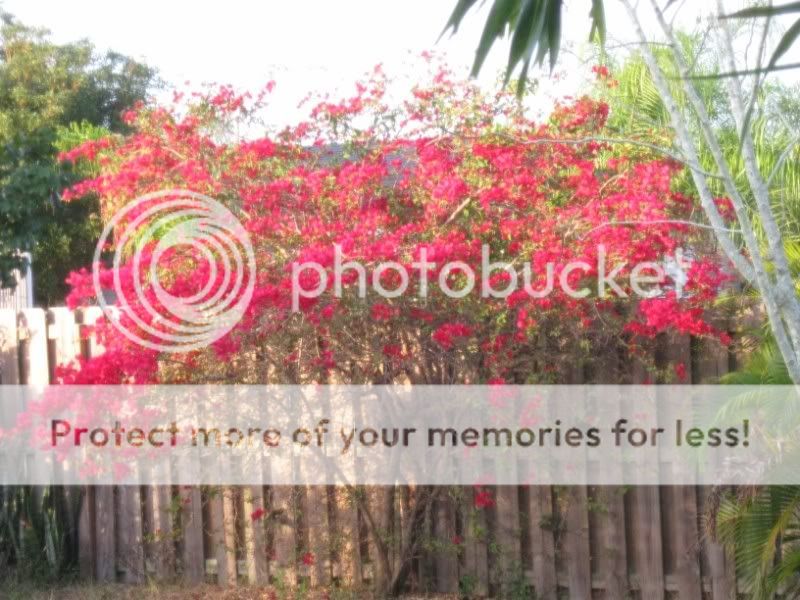 Bougainvillea in the morning