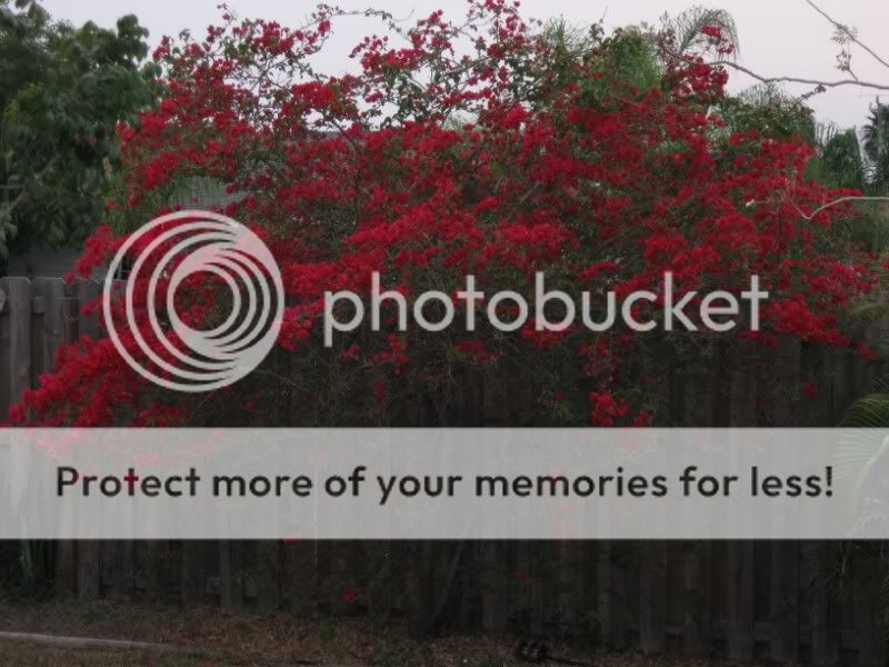 Bougainvillea late day in January