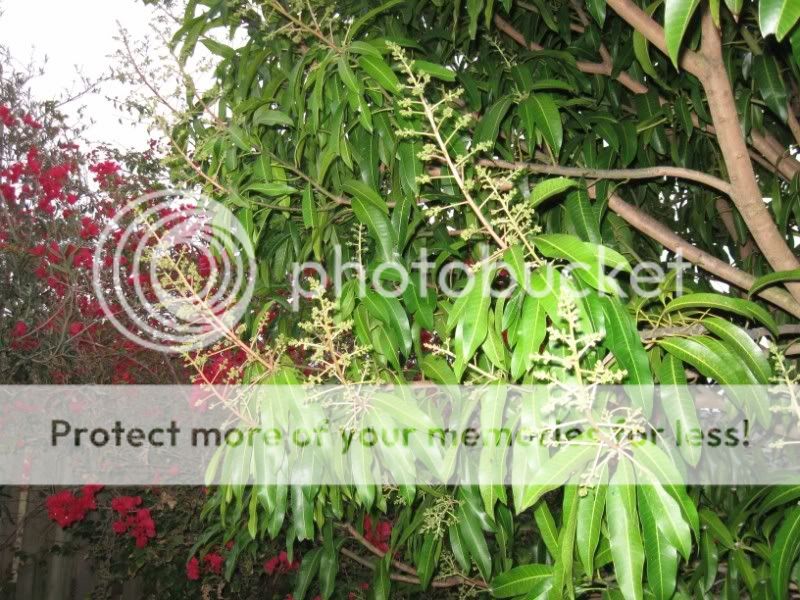 Mango blooms