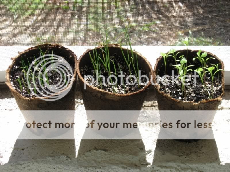 Chives, Leeks, Cilantro