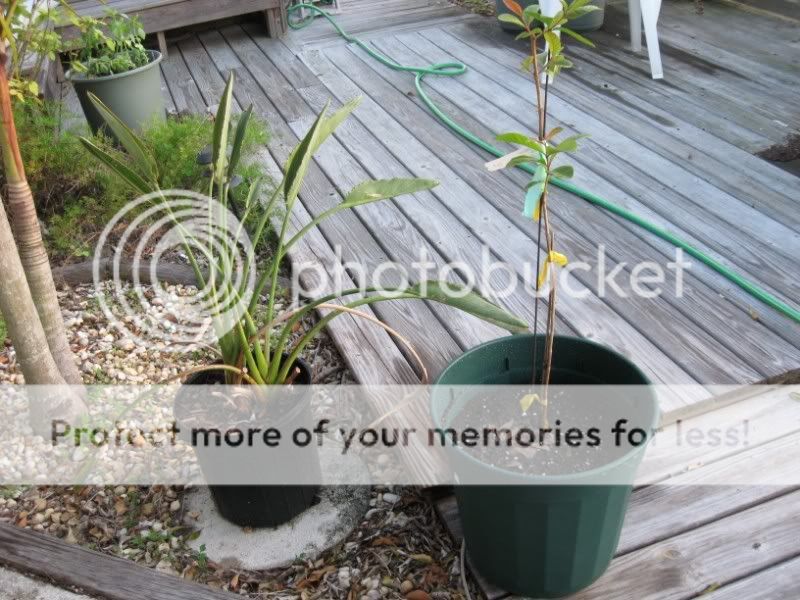 Bird of Paradise and Guava