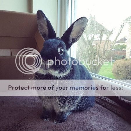  photo 12545242_425818177628261_488349740_n.jpg