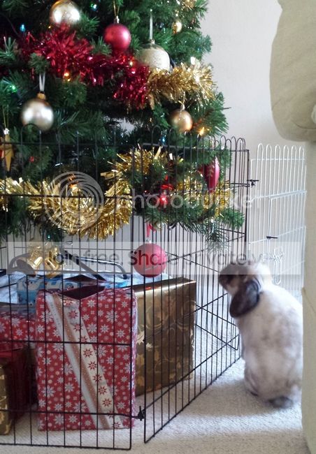  photo 20131211_090711.jpg