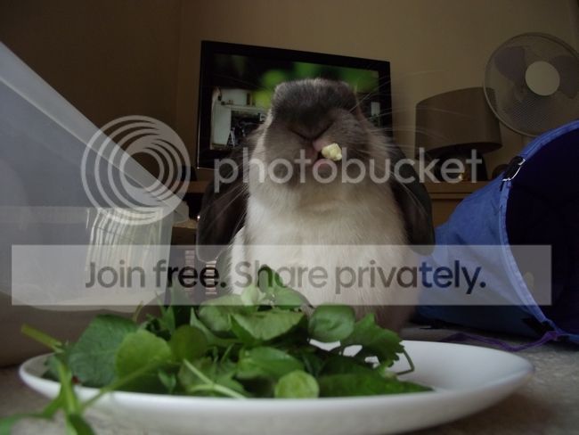 buddy40 photo DSCF8922.jpg