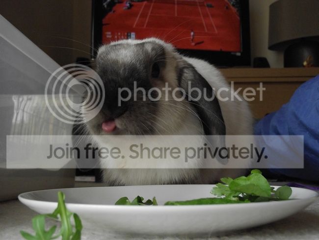 buddy41 photo DSCF8934.jpg