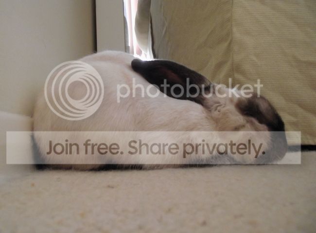 buddy43 photo DSCF8993.jpg