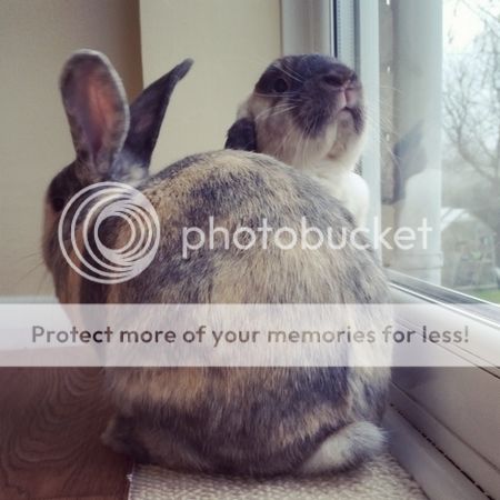  photo IMG_20150216_092355.jpg