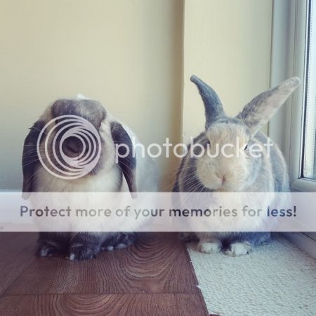  photo IMG_20150217_093756.jpg