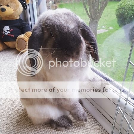  photo IMG_20151116_085120.jpg