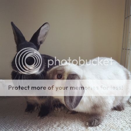  photo IMG_20151121_101419_1.jpg