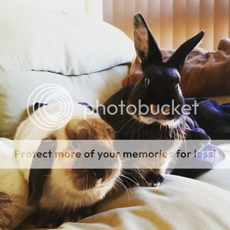  photo IMG_20160125_095235.jpg