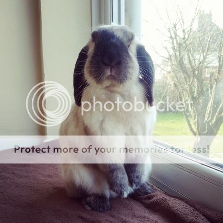  photo IMG_20160311_092421.jpg