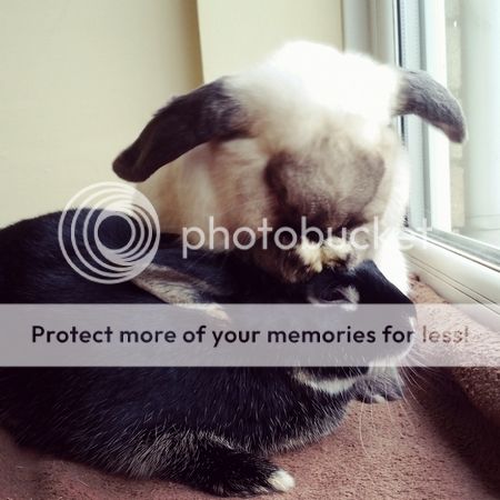  photo IMG_20160422_094319.jpg