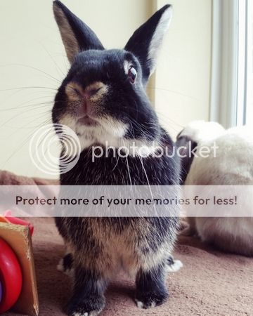  photo IMG_20160422_095006.jpg