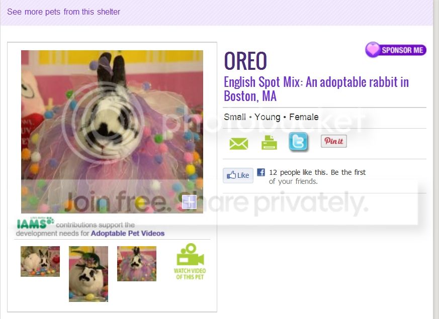 oreo1 photo oreo.jpg