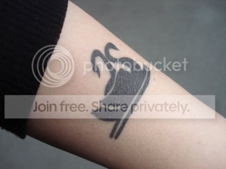 black swans photo tat22.jpg